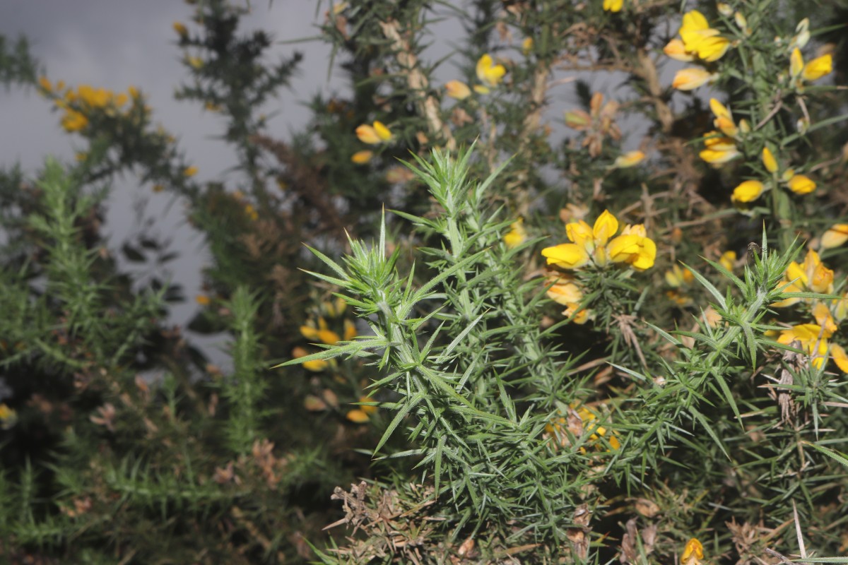 Ulex europaeus L.